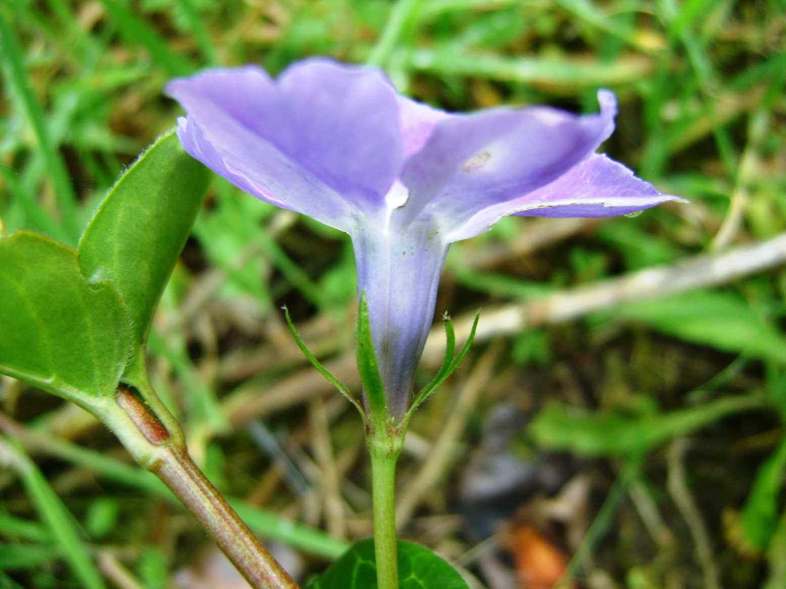 Vinca major / Pervinca maggiore